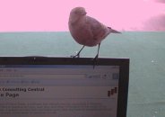 [bird sitting on my laptop]