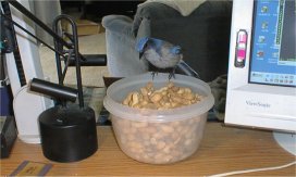 [scrub jay on my desk]